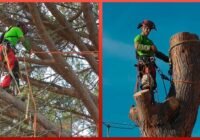 Cutting Down a Giant Pine Tree 60 Years Old & 20 Meters Tall | by @jrebollogalceran