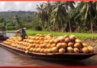 Harvesting the Most Delicious Coconut Oil in the World | Exotic Fruit Plantation