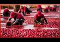 The Process of Harvesting Billions of Cranberries a Week | Start to Finish